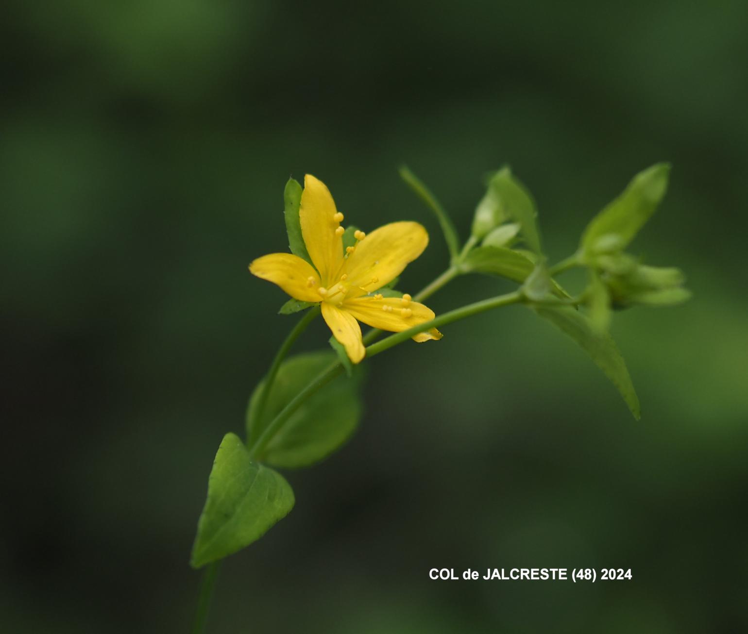 St. John's Wort, Trailing